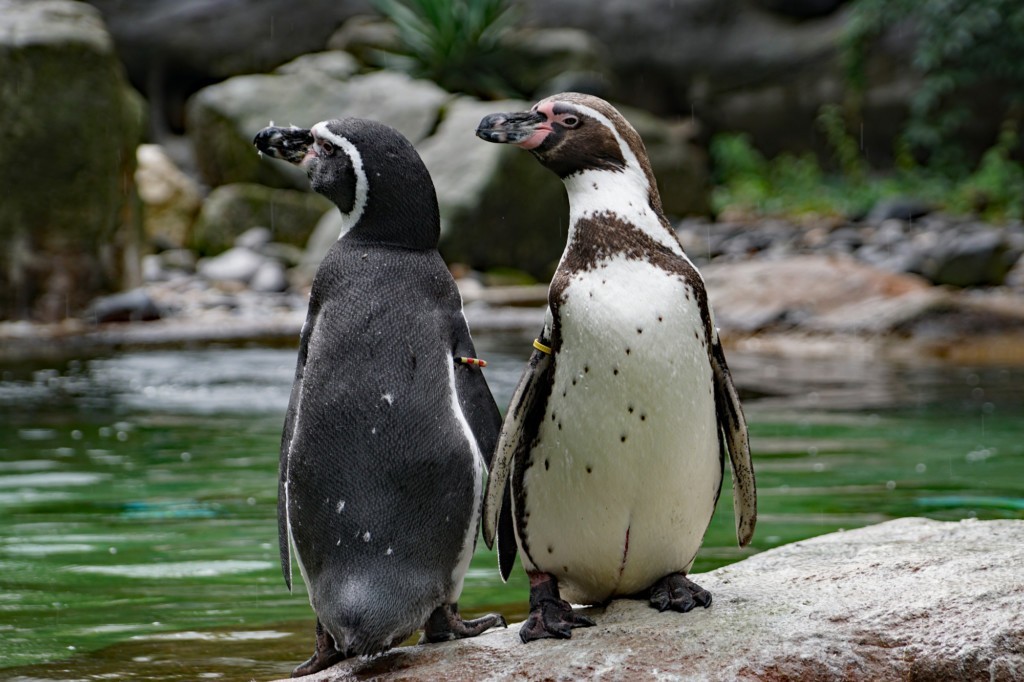 Humboldt-Pinguin - Zoo Dresden