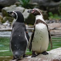 Humboldt penguin