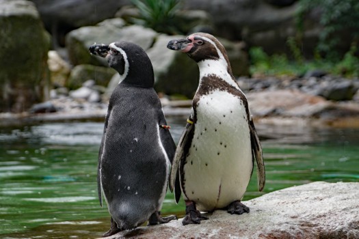 Humboldt penguin