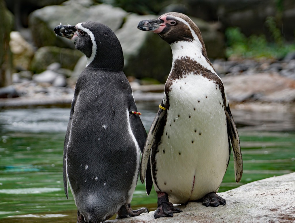 https://www.zoo-dresden.de/files/2021/01/pinguin-zoo-dresden-herbst-2019-1-e1622211173523-1024x775.jpg