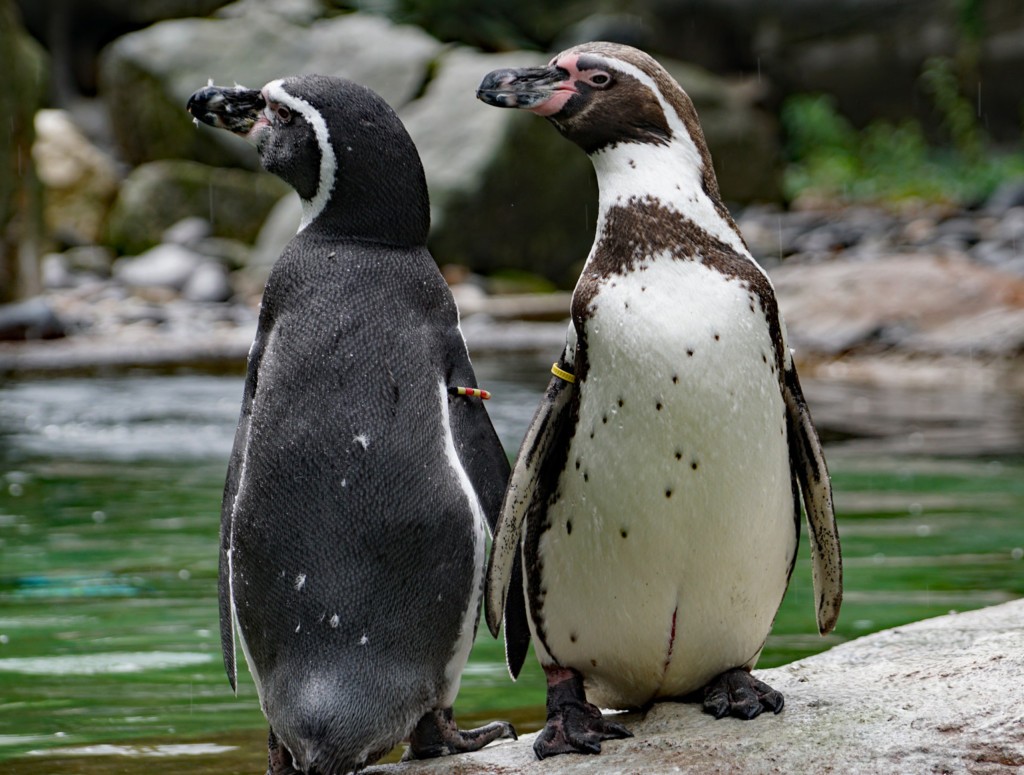 Humboldt-Pinguin - Zoo Dresden