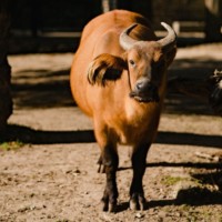 African forest buffalo