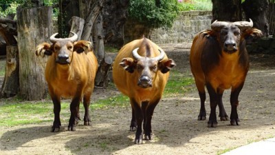 African forest buffalo