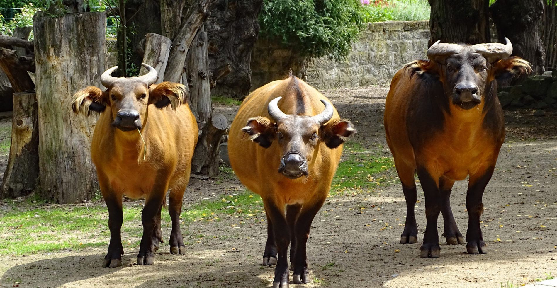 African forest buffalo