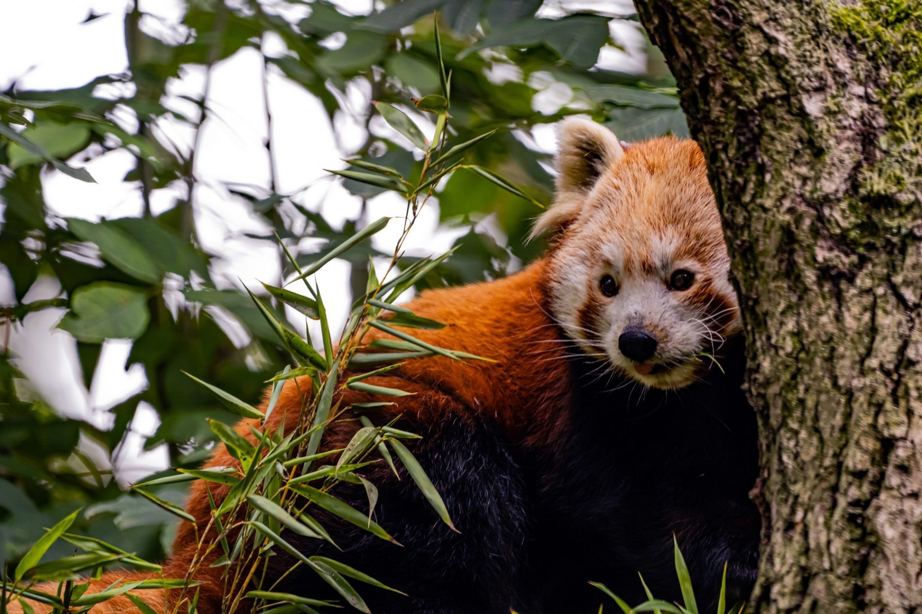 Kleiner Panda - Zoo Dresden