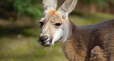 Rotes Riesenkänguru (Foto: Zoo Dresden) Rotes Riesenkänguru