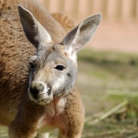 Red kangaroo