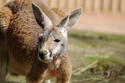 Red kangaroo