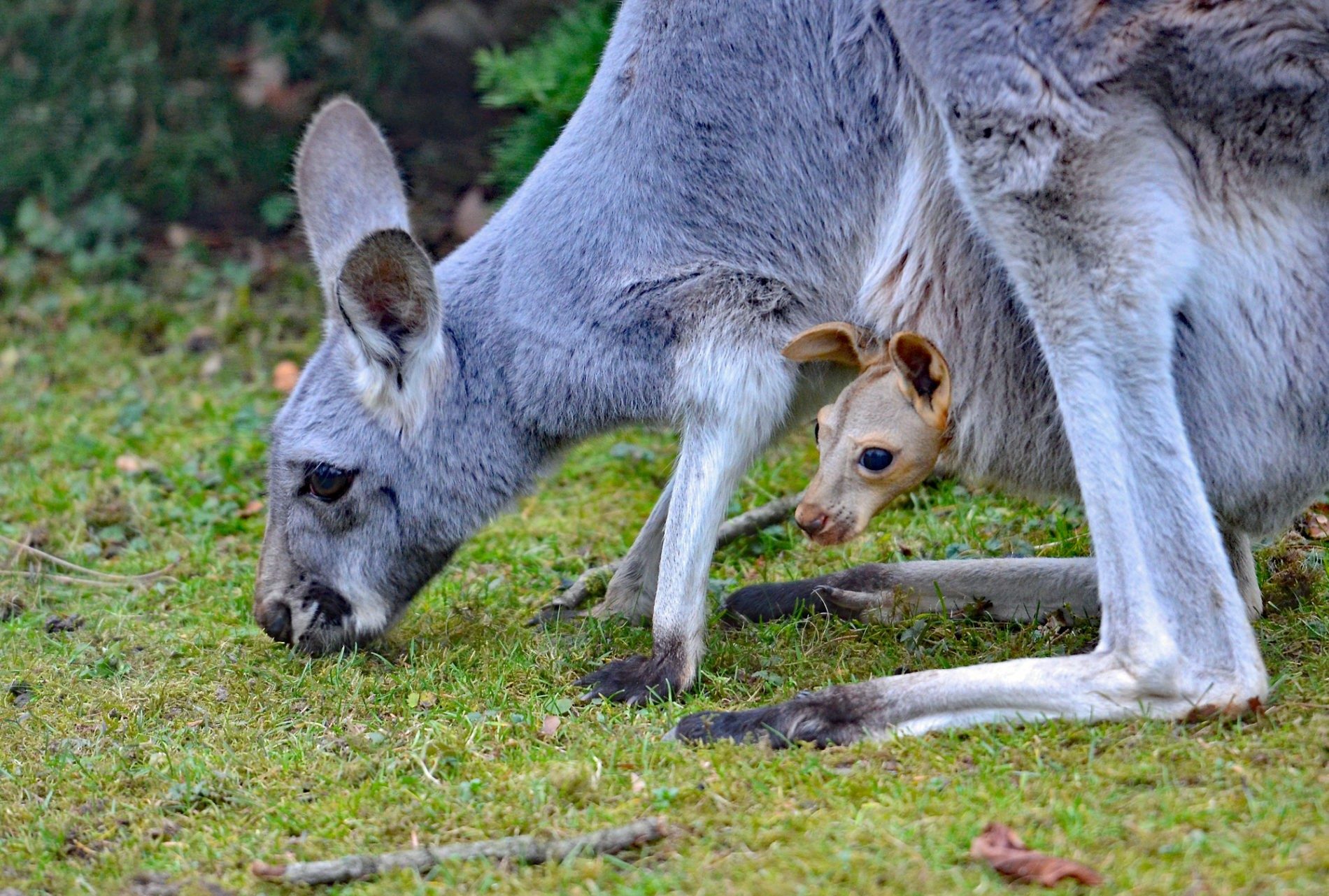 red kangaroo