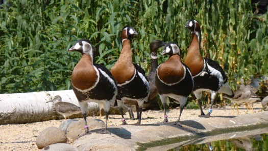 Rothalsgänse