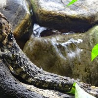 Chinese crocodile lizard