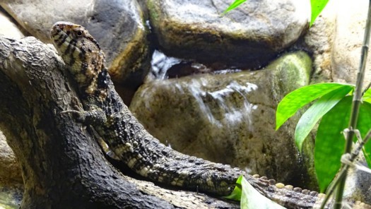 Chinese crocodile lizard