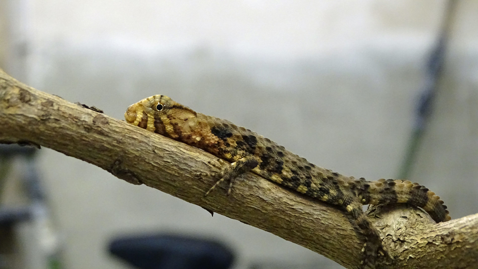 Young Chinese crocodile lizard