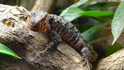 Chinese crocodile lizard (Photo: Zoo Dresden (Winfried Gensch)) Chinese crocodile lizard