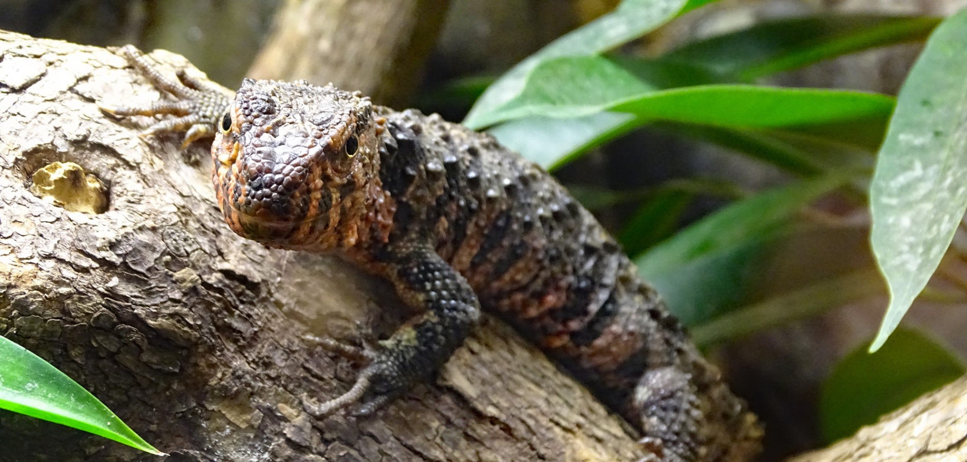Chinese crocodile lizard