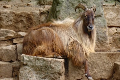 Tahr