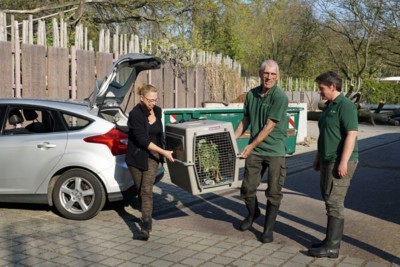 Koala Weibchen Sydney bei Ihrer Ankunft aus Antwerpen