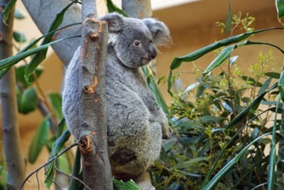 Koala Weibchen Sydney im Zoo Dresden