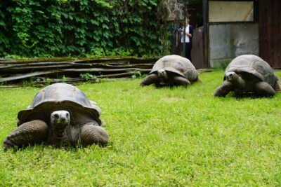 Die drei Riesenschildkröten auf der Sommeranlage (Foto: Zoo Dresden (Christin Berndt)) Die drei Riesenschildkröten auf der Sommeranlage