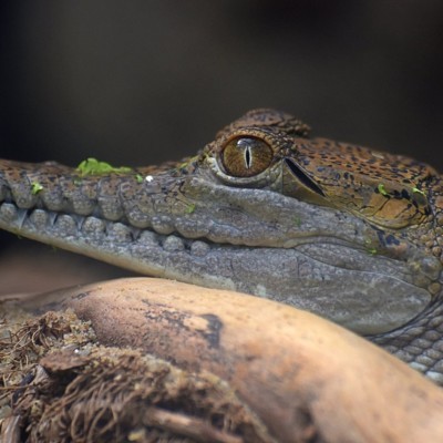 Australisches Süßwasserkrokodil