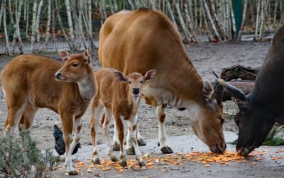Banteng Jungtier Campino auf der Anlage