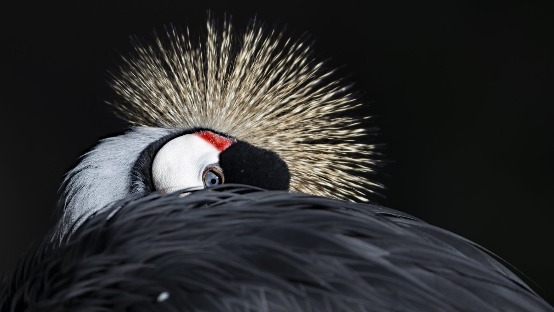 Crowned crane