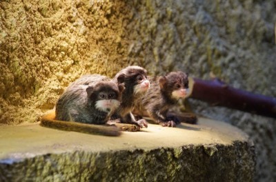 Unser dreifacher Nachwuchs bei den Kaiserschnurrbarttamerinen (Foto: Zoo Dresden) Unser dreifacher Nachwuchs bei den Kaiserschnurrbarttamerinen