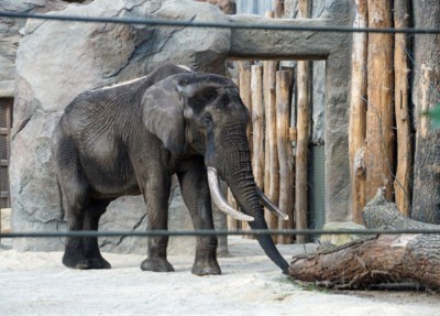 Elefantenbulle Tonga ist im Zoo angekommen
