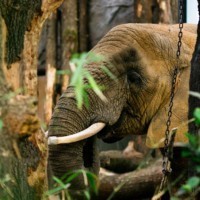 Female african elephant Drumbo