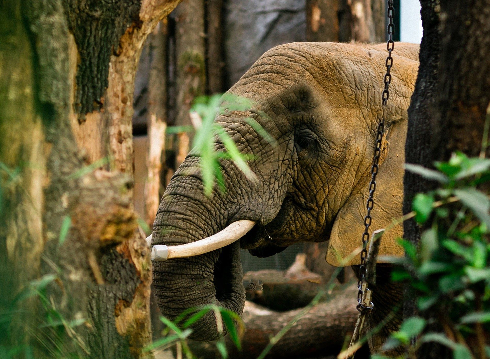 Elefantenkuh Drumbo