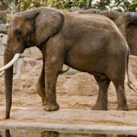 African elephant