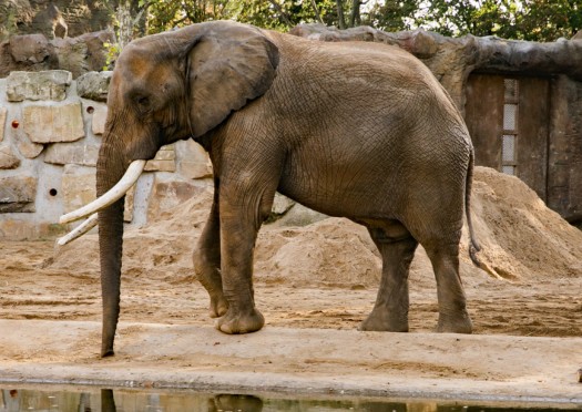 African elephant