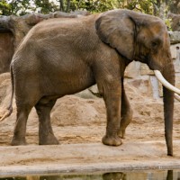 Afrikanischer Elefant
