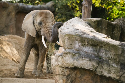 Elephant in the outdoor enclosure