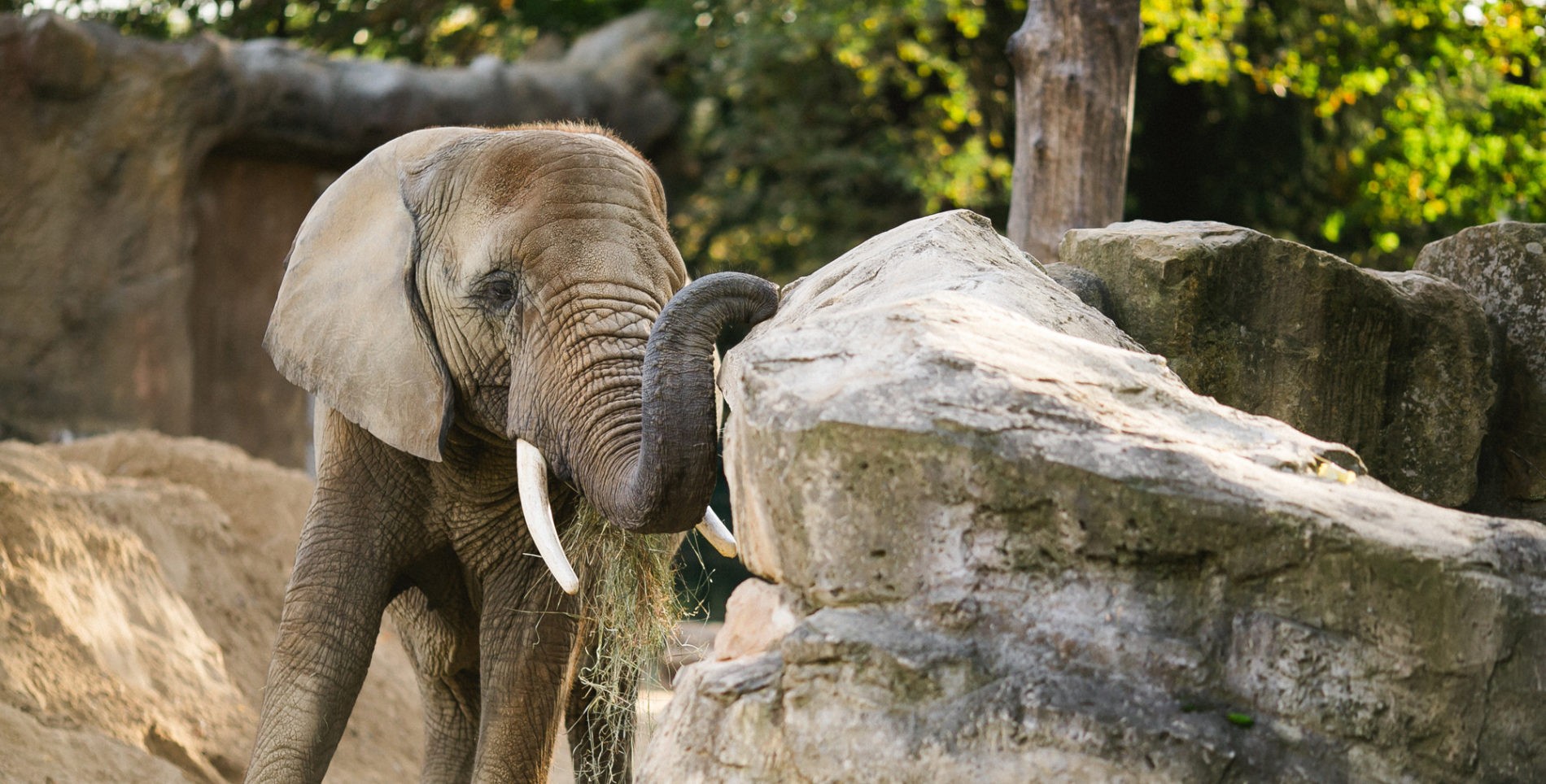 Elephant in the outdoor enclosure