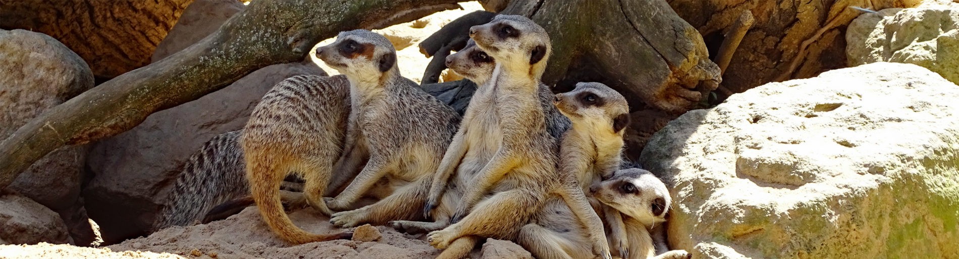 Erdmännchen