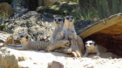 Erdmännchen mit Jungtieren (Foto: Zoo Dresden) Erdmännchen mit Jungtieren