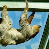 Two-toed sloth