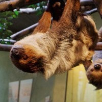 Sloths Marlies and Atia
