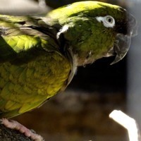 Felsensittich