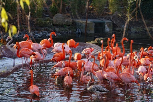 Flamingos auf der neuen Außenanlage (Foto: Zoo Dresden (Katrin Kretschmer)) Flamingos auf der neuen Außenanlage