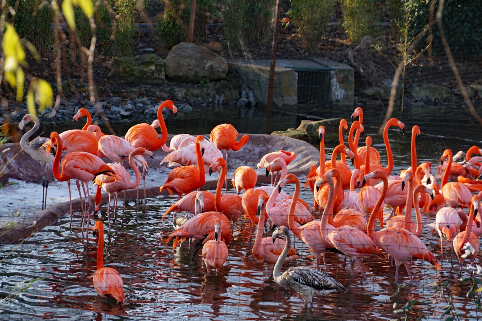 Flamingos in the new outdoor enclosure