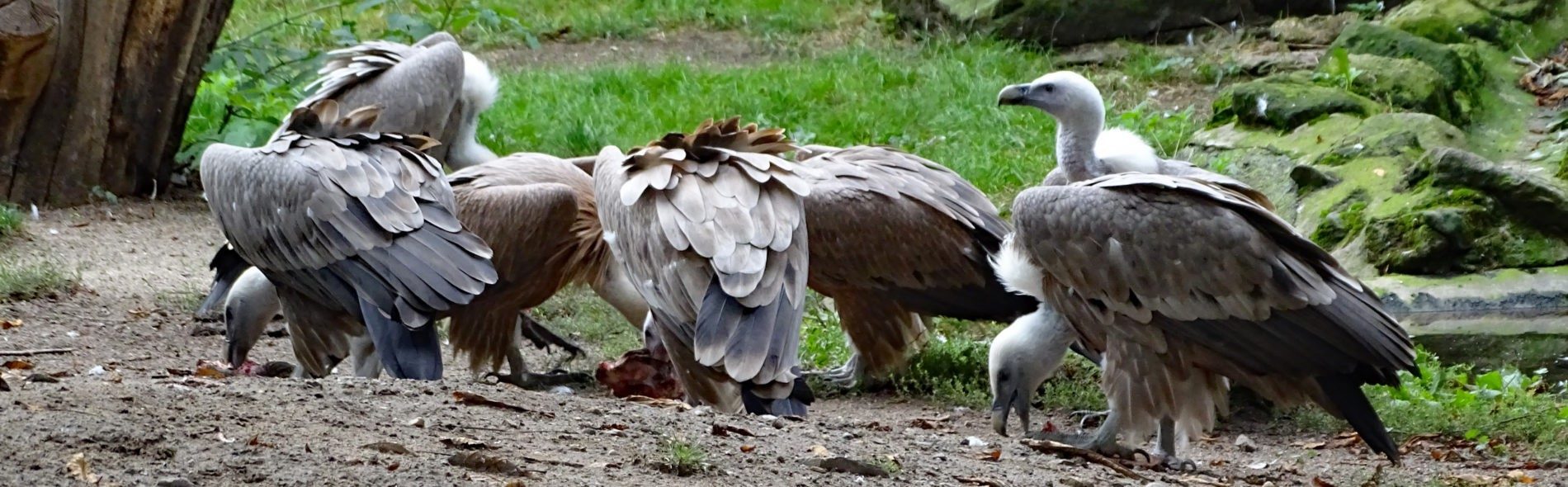 Gänsegeier beim Fressen