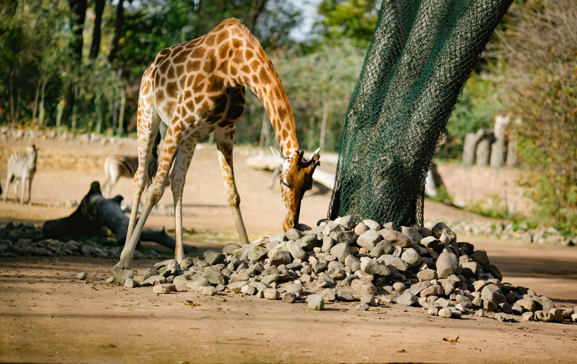 Giraffe Tessa auf der Außenanlage