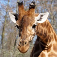 Kordofan giraffe Gaia