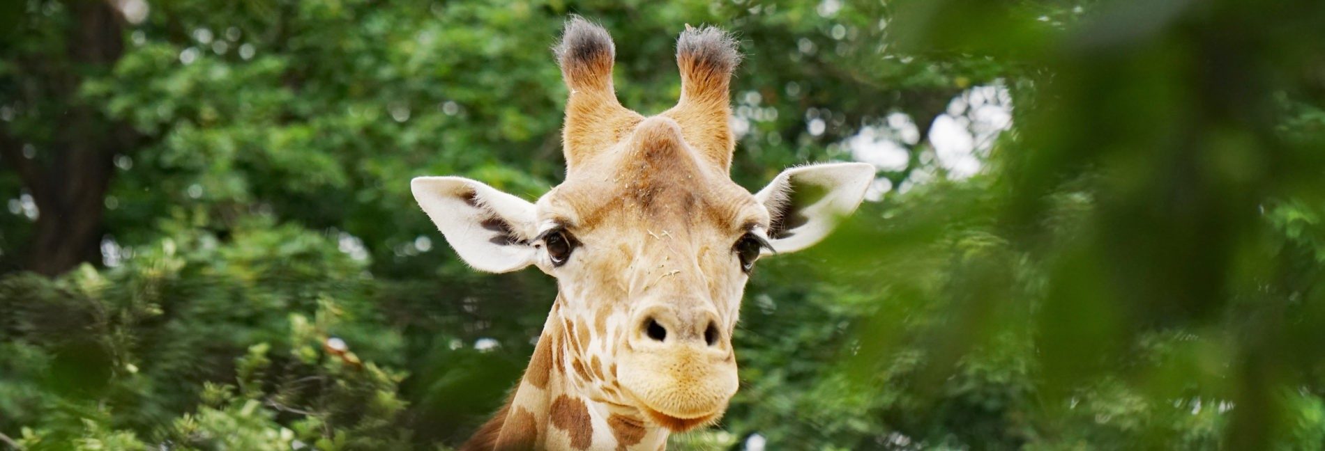 Kordofan giraffe
