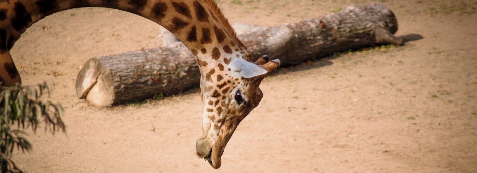 Giraffe beim Wassertrinken