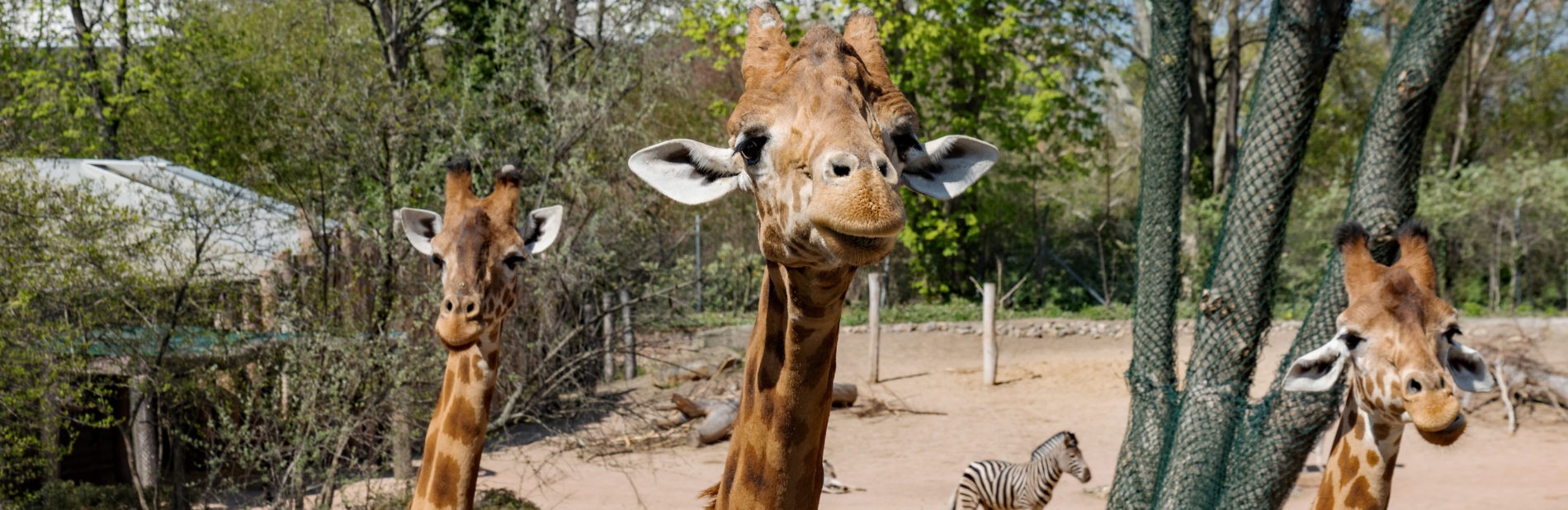 Kordofan giraffes