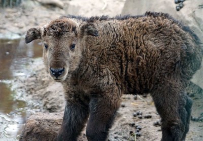 Goldtakin Jungtier Cuong (Foto: Zoo Dresden (Christin Berndt)) Goldtakin Jungtier Cuong
