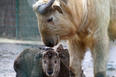 Goldtakin mit Jungtier